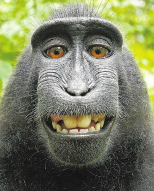 Khỉ Con Cáu Gắt Cấm Nhiếp Ảnh Gia Chụp Ảnh Gia Đình