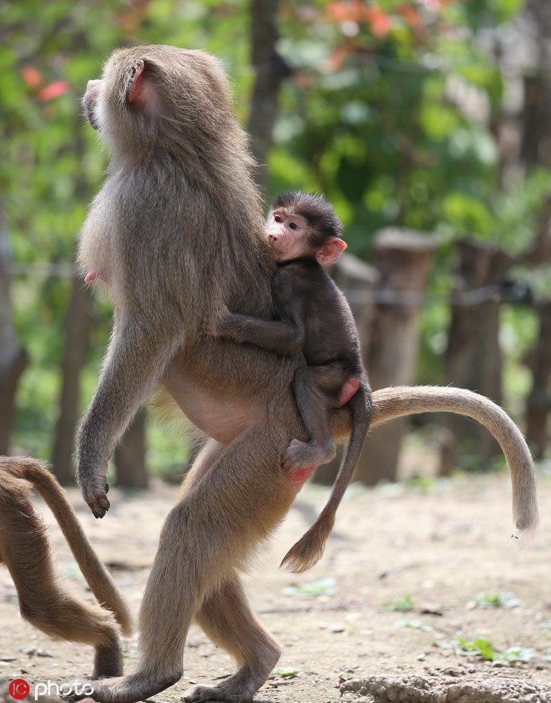 Hài Hước Cảnh Khỉ Đầu Chó Bám Đít Mẹ Đòi Đi Khắp Nơi