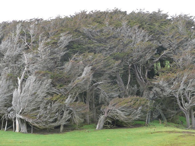 Kỳ quái cây biến dạng ở New Zealand | Khoa học | TriThucCuocSong.vn
