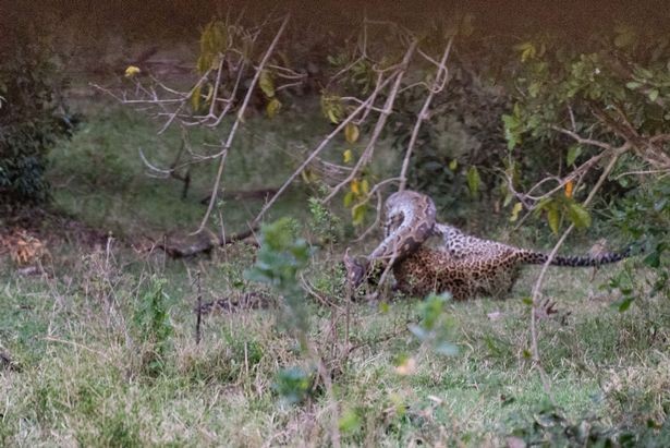 La pitón gigante y el leopardo de la muerte lucharon en un final dramático