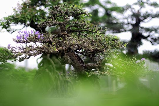 Ngam vuon bonsai cuc chat gia tram ty o Binh Dinh-Hinh-11
