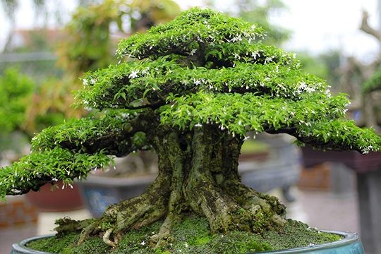 Ngam vuon bonsai cuc chat gia tram ty o Binh Dinh-Hinh-4