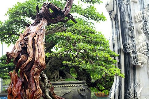 Ngam vuon bonsai cuc chat gia tram ty o Binh Dinh-Hinh-5