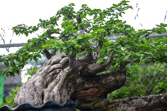 Ngam vuon bonsai cuc chat gia tram ty o Binh Dinh-Hinh-6