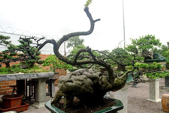 Ngam vuon bonsai cuc chat gia tram ty o Binh Dinh-Hinh-7