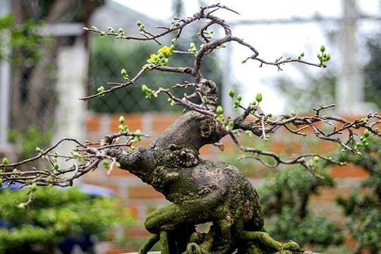 Ngam vuon bonsai cuc chat gia tram ty o Binh Dinh-Hinh-9