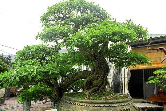 Ngam vuon bonsai cuc chat gia tram ty o Binh Dinh