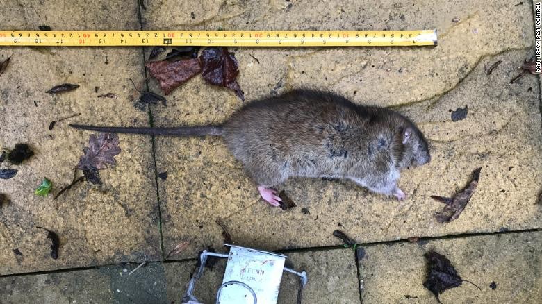 London bị phong tỏa, chuột đói ăn hoành hành kinh hoàng
