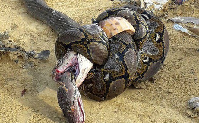 Ảnh động vật tuần Trăn và rắn hổ mang chúa cắn nhau tới chết