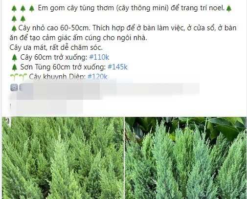 Can Giang sinh, cay thong mini dat khach tren cho mang