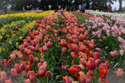 “Lac loi” giua nong trai hoa tulip o Uc dep nhu tranh