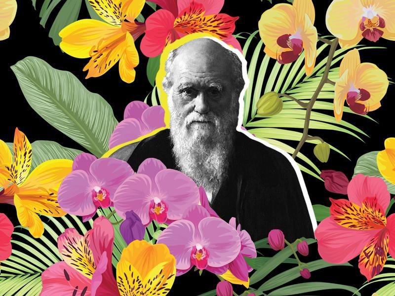Kho tin: Nho hoa lan, Darwin xay dung duoc thuyet tien hoa-Hinh-5