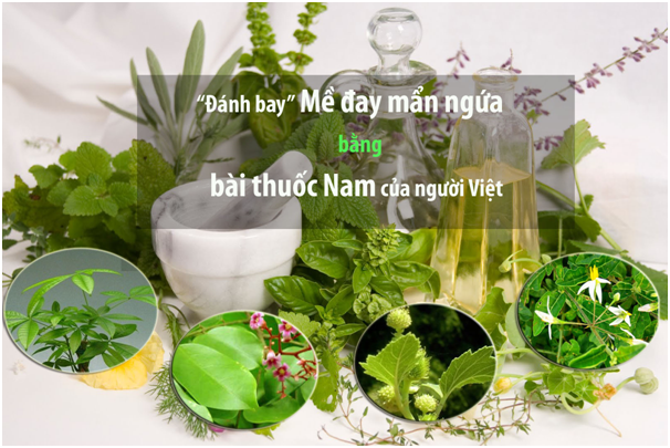 Bai thuoc Nam cua nguoi Viet “danh bay” me day man ngua trong tich tac