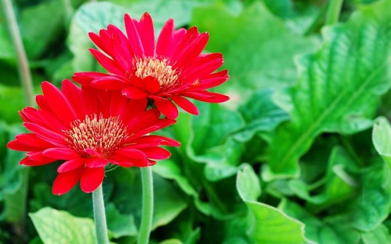 Từ Rằm tháng 6 Âm, 3 con giáp may nhất thiên hạ, gánh vàng còng lưng - Hình 3 Tu Ram thang 6 Am, 3 con giap may nhat thien ha, ganh vang cong lung-Hinh-3