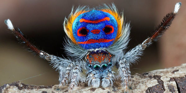 Sửng sốt loài nhện IQ cao ngất Biết đếm lập chiến thuật săn mồi