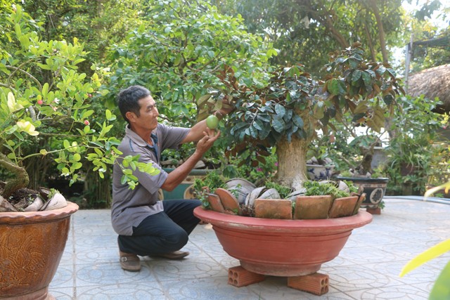 O noi nay, dan kiem bon tien nho bonsai xoai, vu sua-Hinh-2
