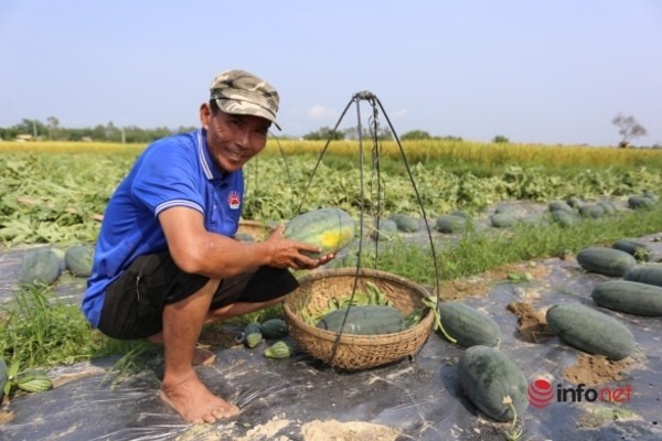 Nong dan Phu Ninh, Quang Nam “trung dam” mua dua hau