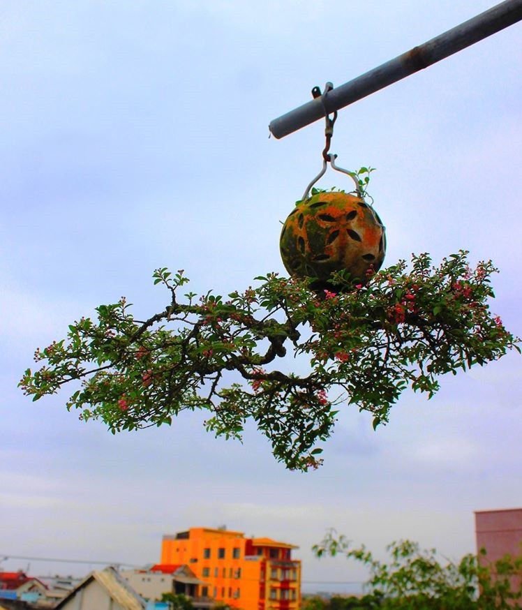 Ngam dan bonsai moc nguoc cuc doc la cua lao gan xu Quang-Hinh-3