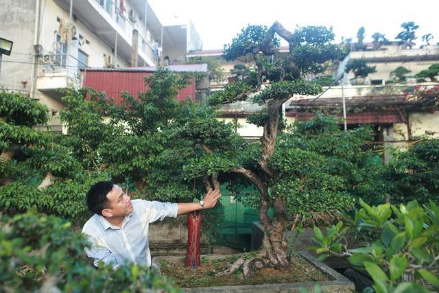 Kham pha cay hai chau bonsai co dang the doc dao-Hinh-3