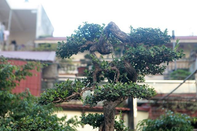 Kham pha cay hai chau bonsai co dang the doc dao-Hinh-5