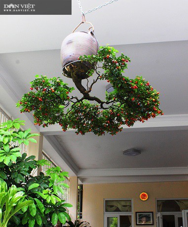 Hang tram cay bonsai moc nguoc duoc xac nhan ky luc Viet Nam-Hinh-11