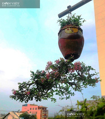 Hang tram cay bonsai moc nguoc duoc xac nhan ky luc Viet Nam-Hinh-13