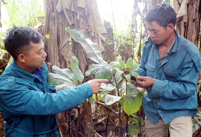 Kham pha khu vuon thuoc quy hiem bi an tren nui