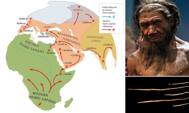 Lam the nao ma nguoi Homo sapiens da danh bai nguoi Neanderthal?-Hinh-5
