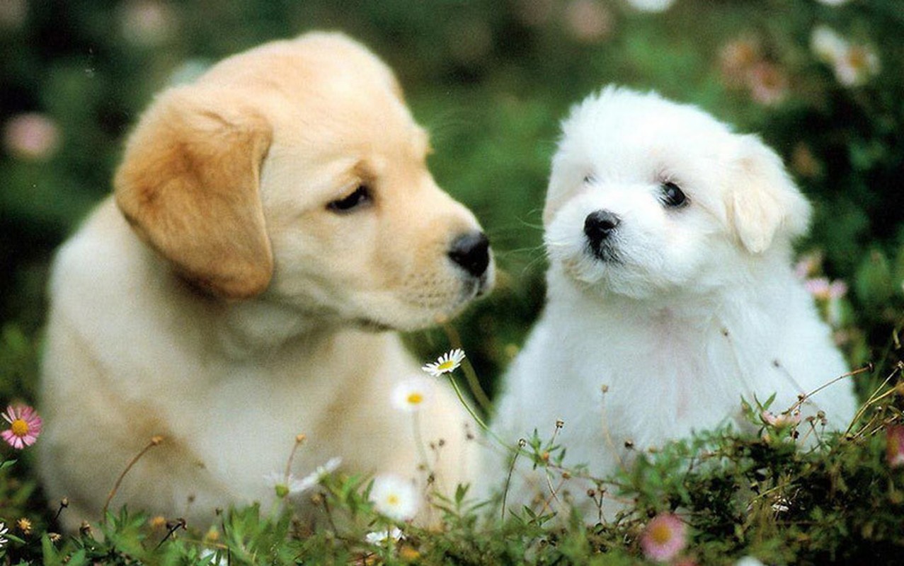 Đúng 5 năm tới, ba con giáp nặng tay vì vàng, mỏi tay vì tiền - Hình 11 Dung 5 nam toi, ba con giap nang tay vi vang, moi tay vi tien-Hinh-11