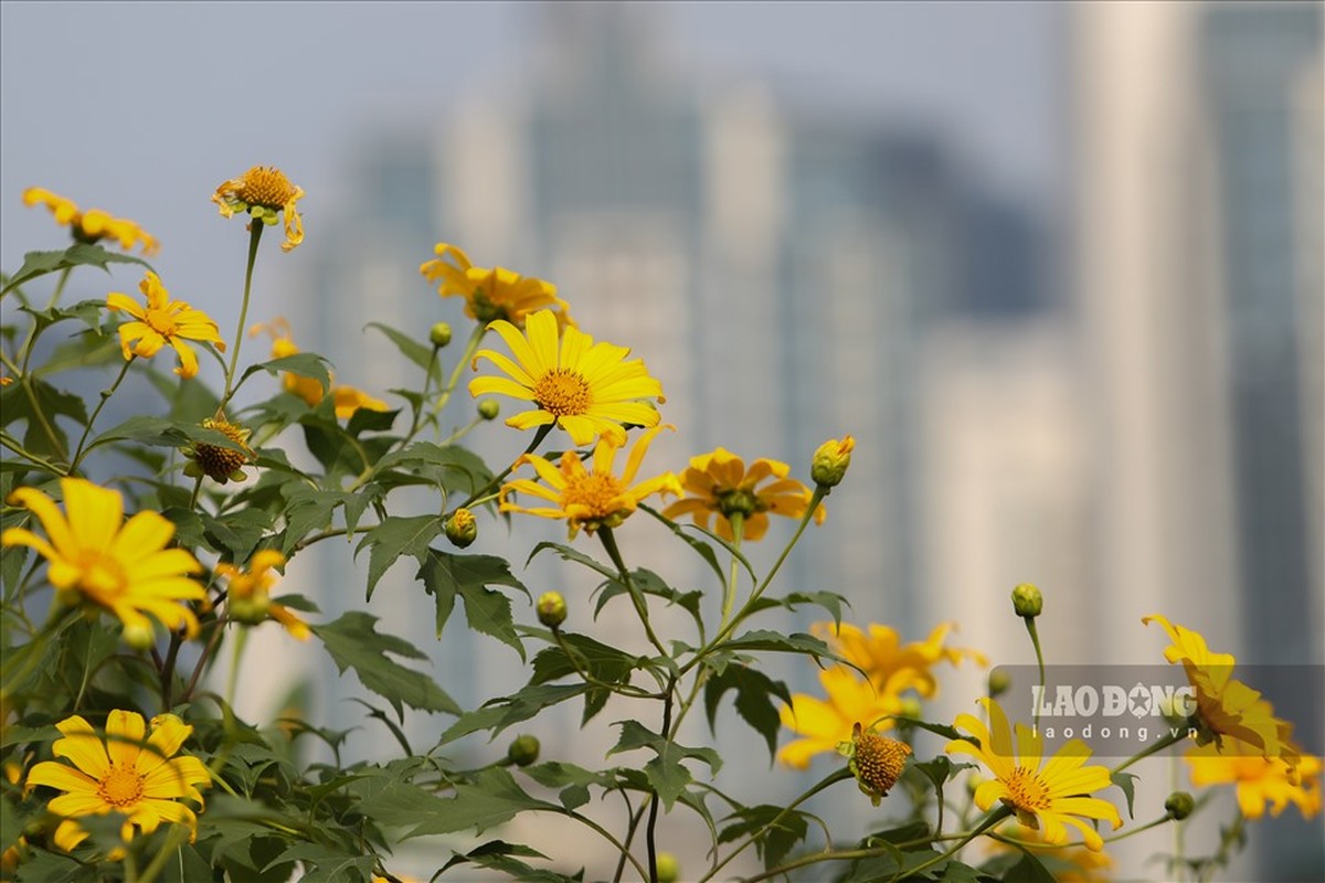 Hoa da quy da no ro ngay giua long thanh pho Ha Noi-Hinh-2
