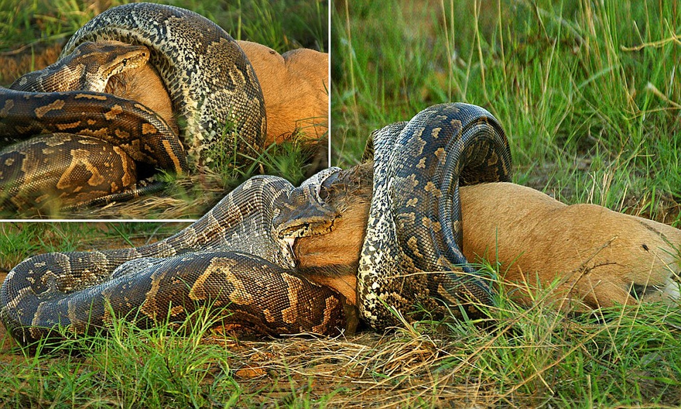 Змеи заглатывают добычу целиком. Змея сетчатый питон. Сетчатый питон Python reticulatus 14.85 метра.
