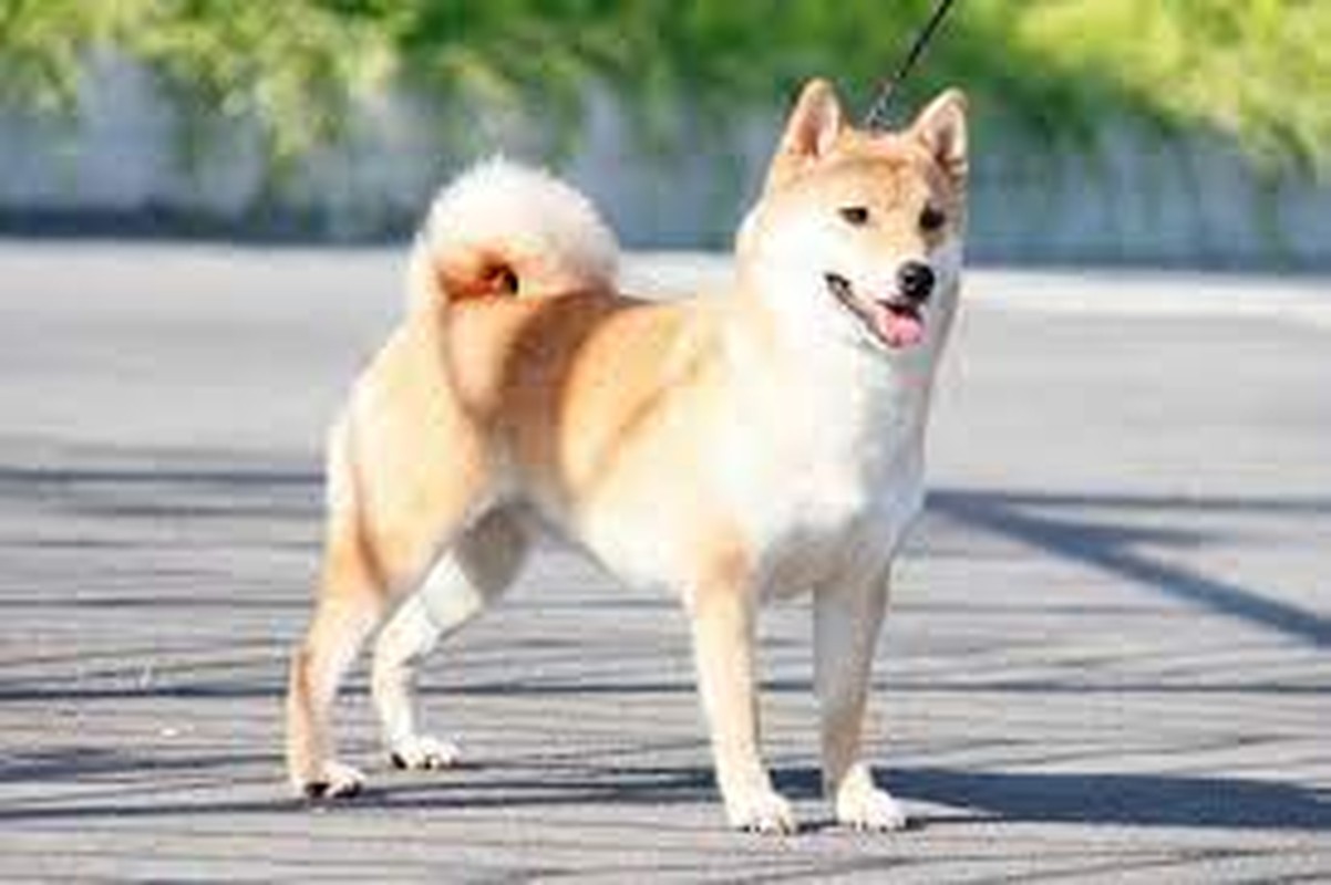 Thần Tài điểm tiếng ting ting: 3 con giáp thoát vận đen cuối tháng 7 âm - Hình 15 Than Tai diem tieng ting ting: 3 con giap thoat van den cuoi thang 7 am-Hinh-15
