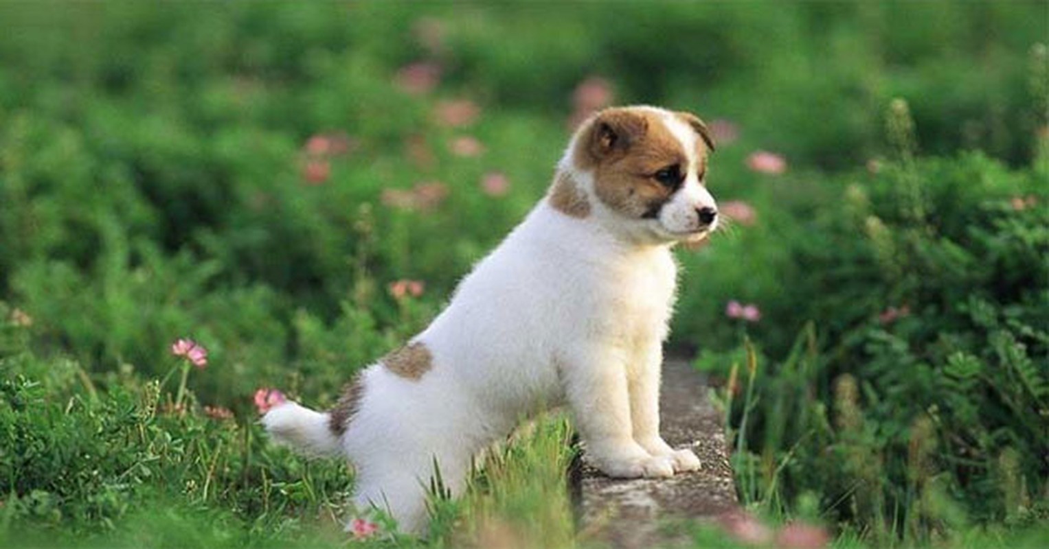 Thần Tài điểm tiếng ting ting: 3 con giáp thoát vận đen cuối tháng 7 âm - Hình 17 Than Tai diem tieng ting ting: 3 con giap thoat van den cuoi thang 7 am-Hinh-17