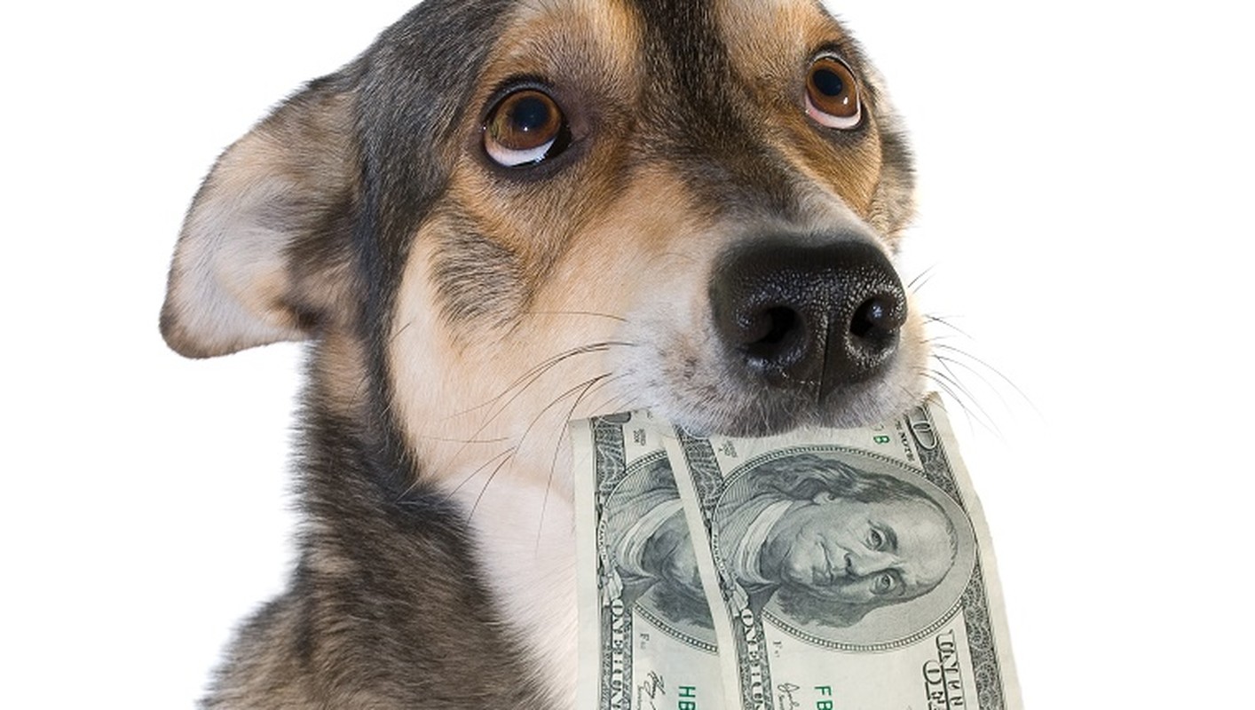 Image result for money dog