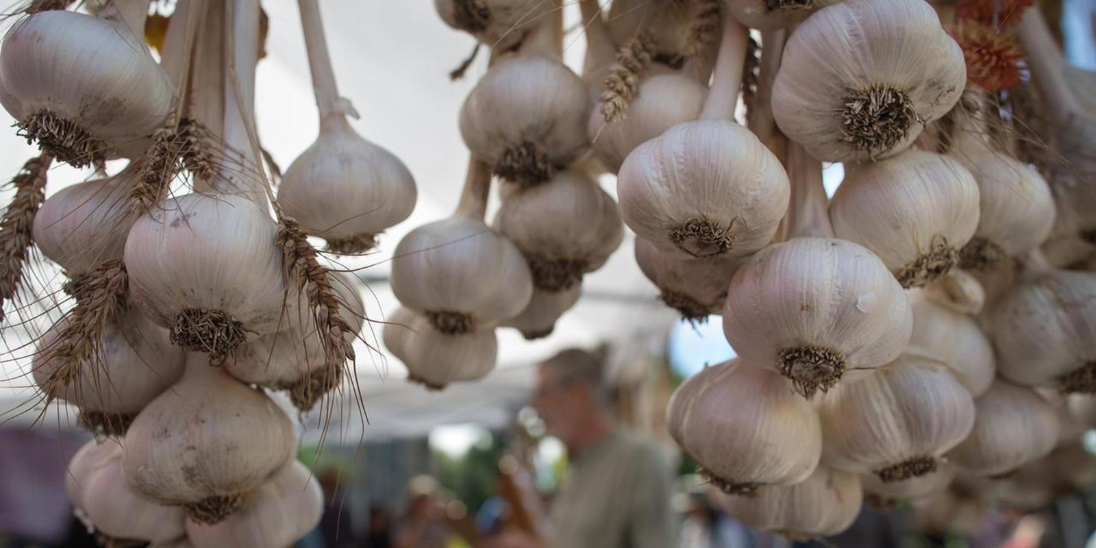 Image result for garlic and spirit