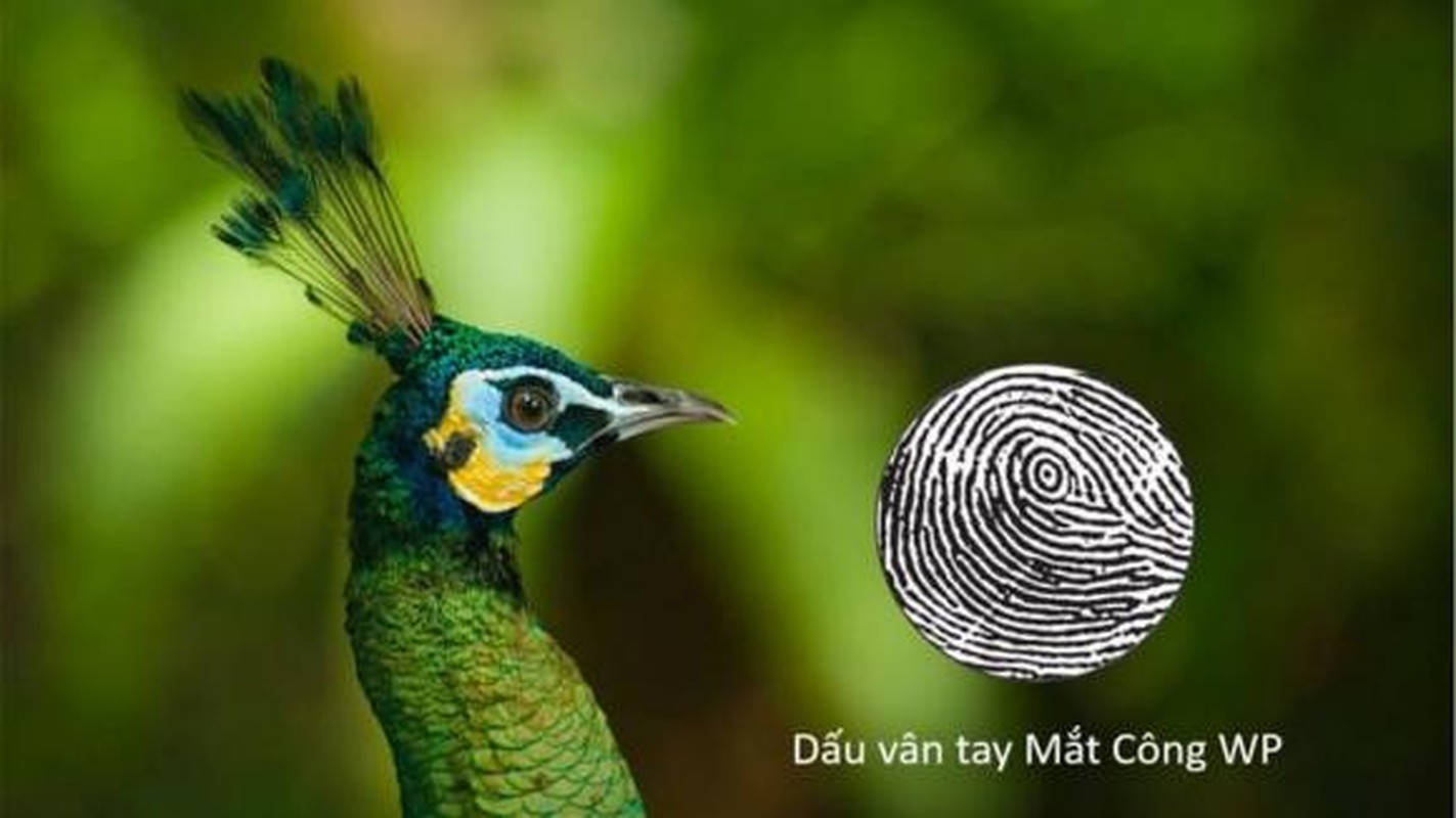 Người có 3 đặc điểm này ở ngón tay nhất định có căn phú quý Nguoi co 3 dac diem nay o ngon tay nhat dinh co can phu quy