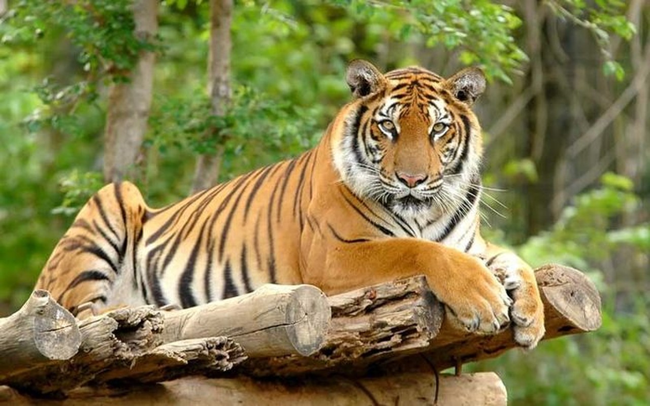 Sang 2023: 3 tuổi Thái Bạch quét sạch cửa nhà, lao đao nghèo khó - Hình 8 Sang 2023: 3 tuoi Thai Bach quet sach cua nha, lao dao ngheo kho-Hinh-8