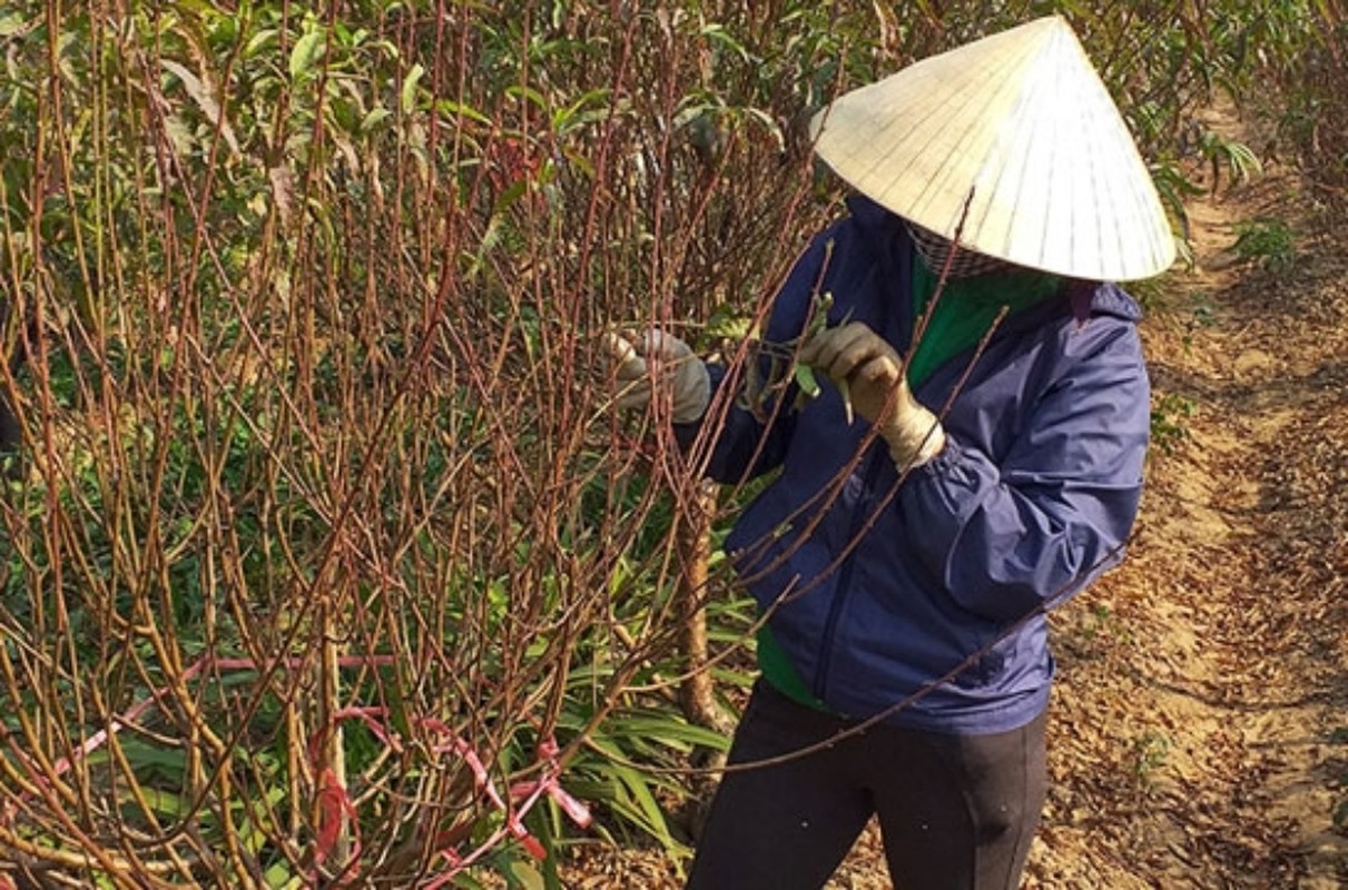 Tuốt lá đếm tiền - Nghề lạ người Việt chỉ làm gần Tết - Hình 11 Tuot la dem tien - Nghe la nguoi Viet chi lam gan Tet-Hinh-11