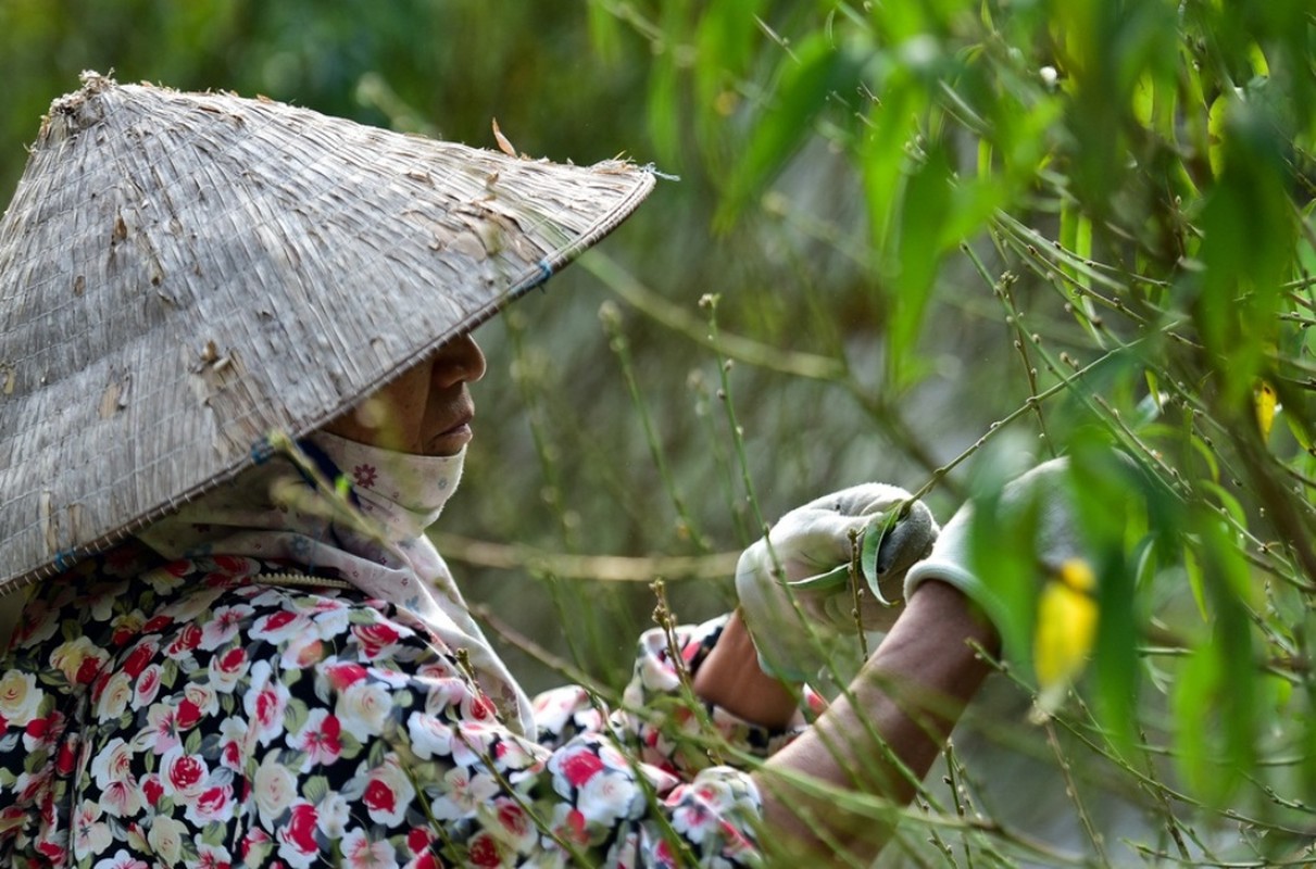 Tuốt lá đếm tiền - Nghề lạ người Việt chỉ làm gần Tết - Hình 12 Tuot la dem tien - Nghe la nguoi Viet chi lam gan Tet-Hinh-12