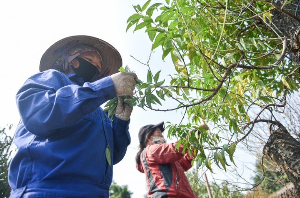 Tuốt lá đếm tiền - Nghề lạ người Việt chỉ làm gần Tết - Hình 13 Tuot la dem tien - Nghe la nguoi Viet chi lam gan Tet-Hinh-13