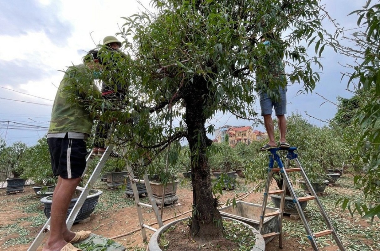 Tuốt lá đếm tiền - Nghề lạ người Việt chỉ làm gần Tết - Hình 4 Tuot la dem tien - Nghe la nguoi Viet chi lam gan Tet-Hinh-4