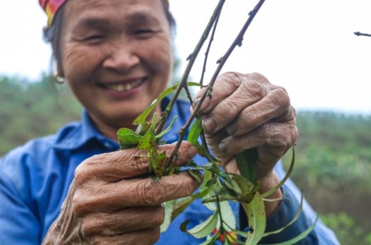 Tuốt lá đếm tiền - Nghề lạ người Việt chỉ làm gần Tết - Hình 5 Tuot la dem tien - Nghe la nguoi Viet chi lam gan Tet-Hinh-5