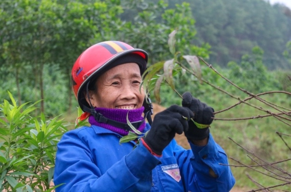 Tuốt lá đếm tiền - Nghề lạ người Việt chỉ làm gần Tết - Hình 8 Tuot la dem tien - Nghe la nguoi Viet chi lam gan Tet-Hinh-8
