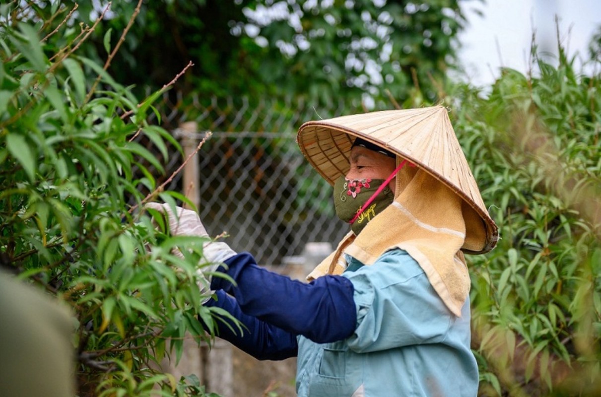 Tuốt lá đếm tiền - Nghề lạ người Việt chỉ làm gần Tết Tuot la dem tien - Nghe la nguoi Viet chi lam gan Tet