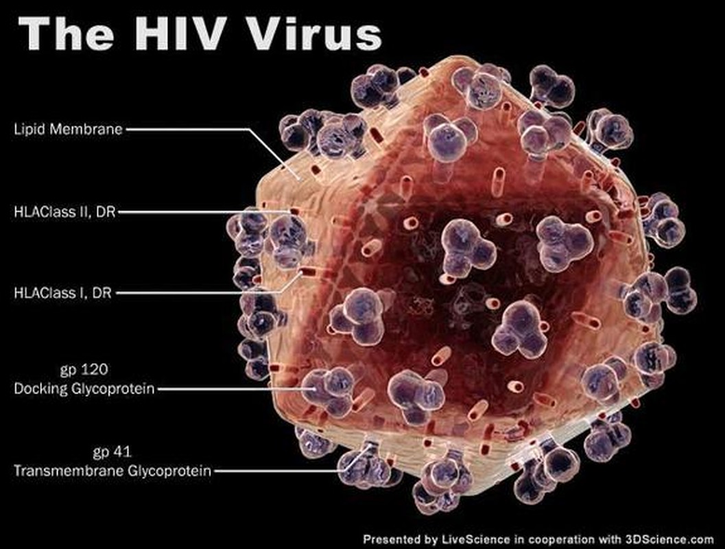 Nhũng virus nguy hiẻm chét nguòi có thẻ danh bai benh nan y-Hinh-3