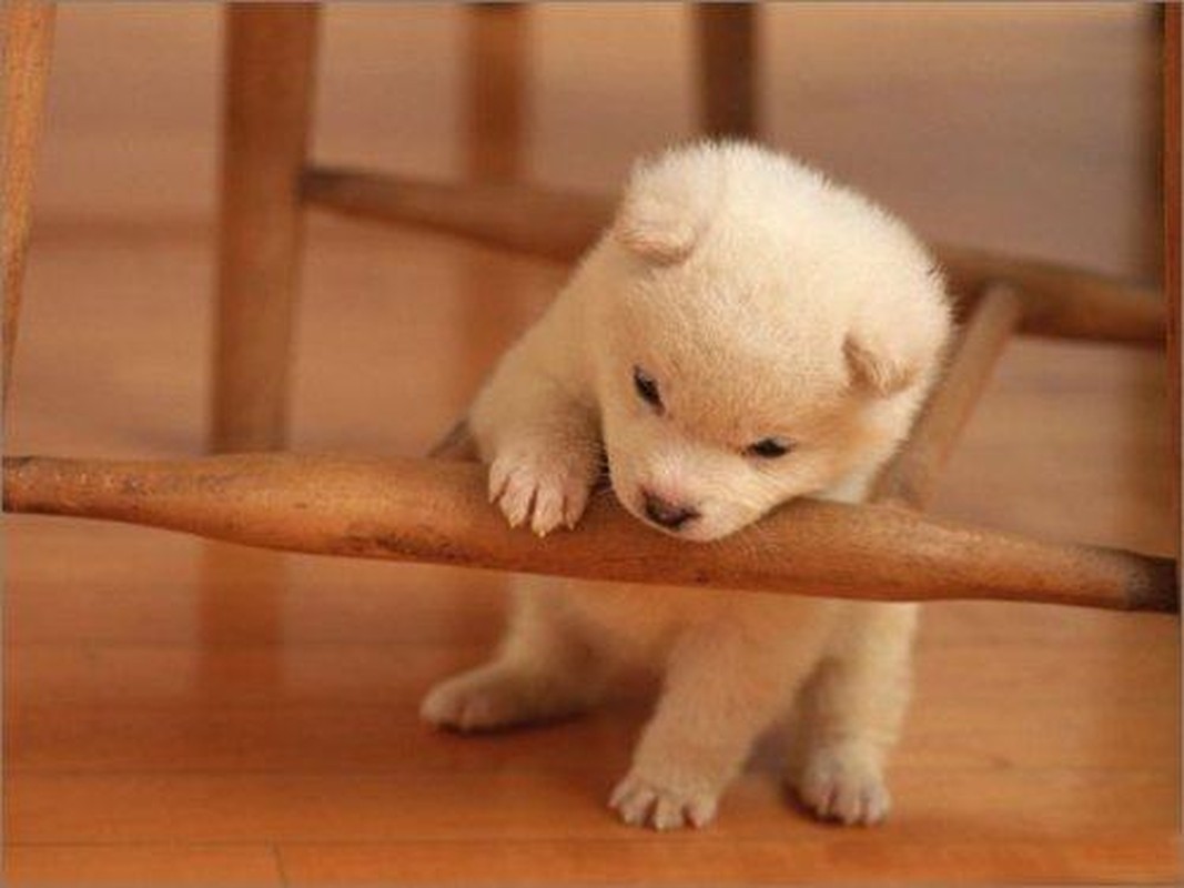 5 năm tới: Bốn con giáp Quý nhân trợ lực "trăm phần trăm", giàu khủng - Hình 2 5 nam toi: Bon con giap Quy nhan tro luc