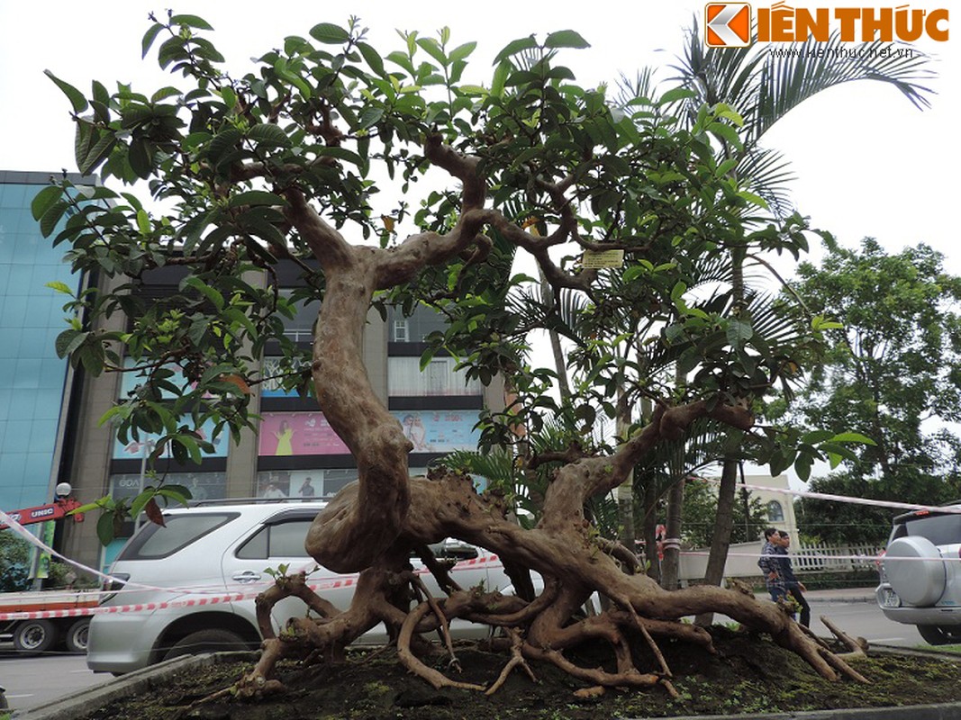 Ngam bonsai oi dang the sieu dep-Hinh-10