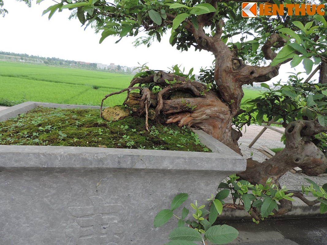 Ngam bonsai oi dang the sieu dep-Hinh-5