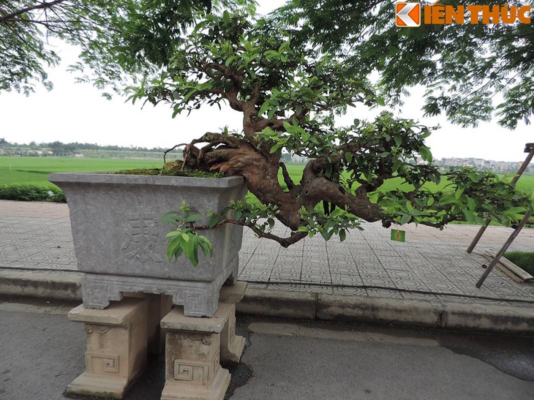 Ngam bonsai oi dang the sieu dep-Hinh-6