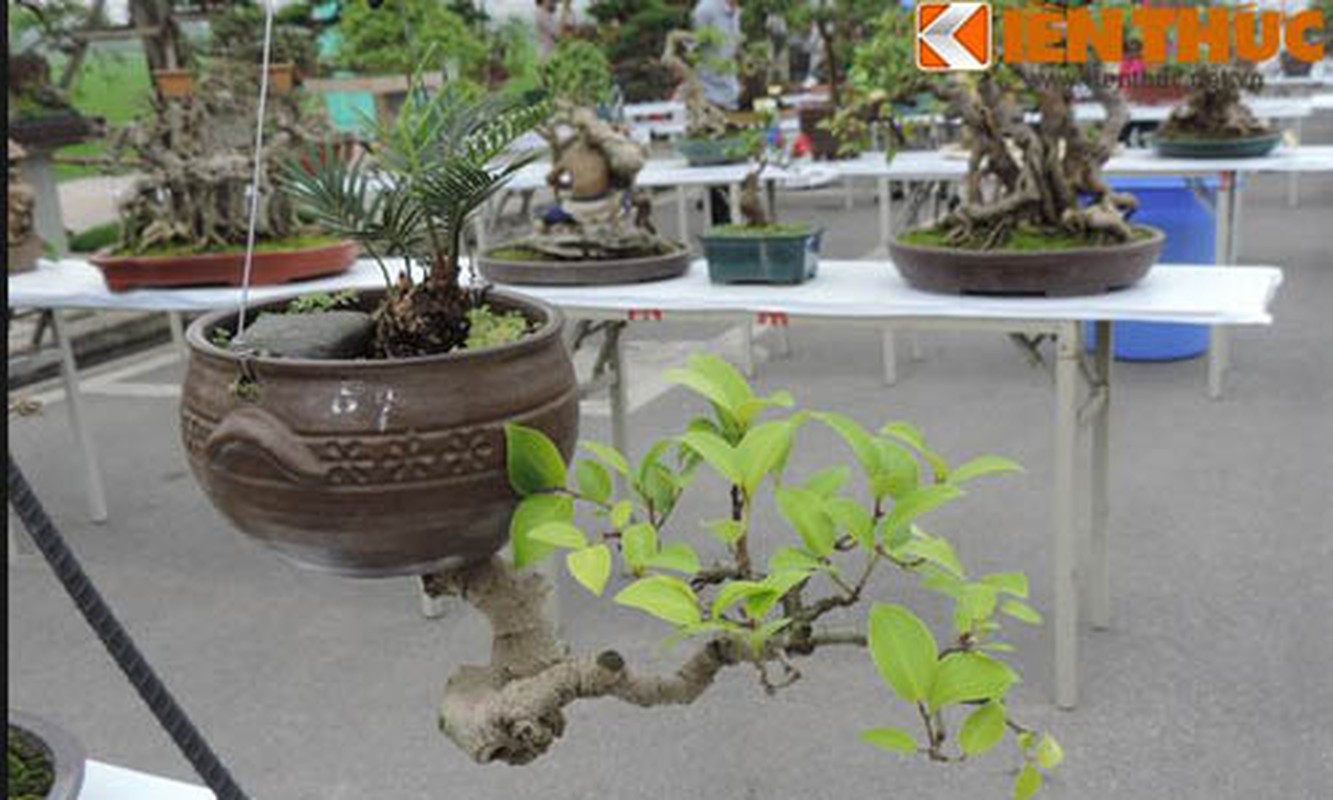 Ngam nhung chau bonsai mini trong nguoc dep me man-Hinh-6
